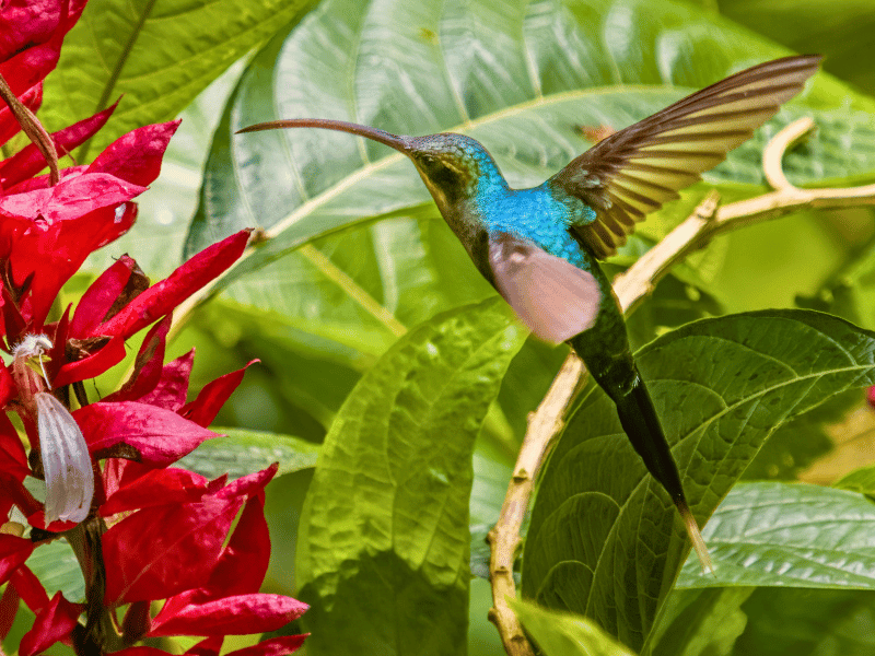Kolibri in Panama