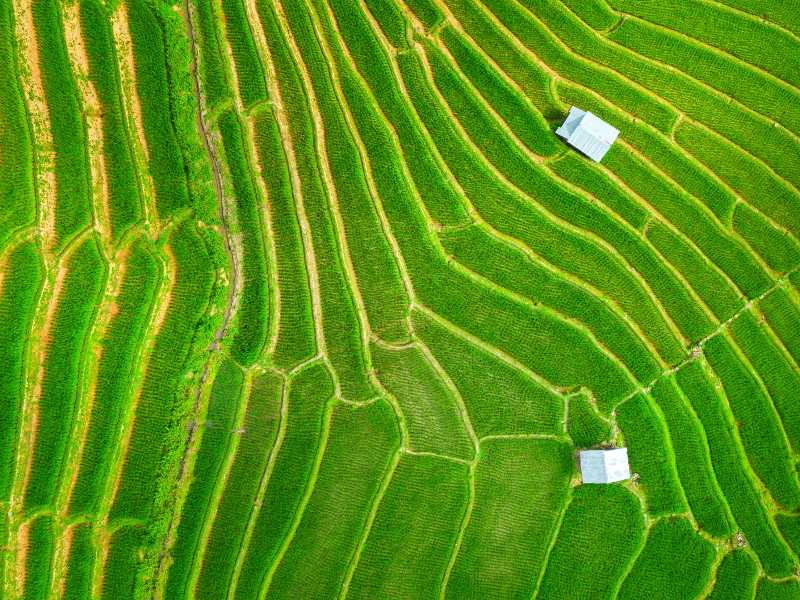 Volgelperspektive auf grüne Reisfelder in Thailand