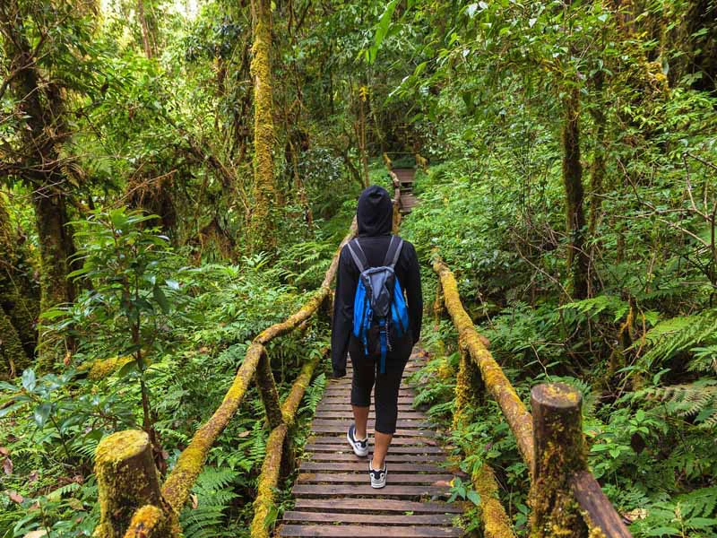 Tourist beim Wandern auf schmalen Pfaden am Doi Inthanon Thailand