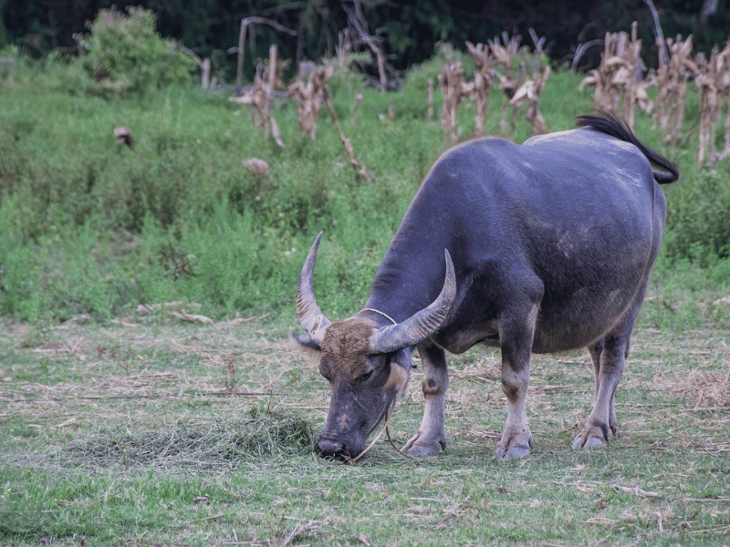 Buffalo in Thailand