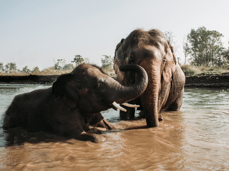 Elefants in Thailand