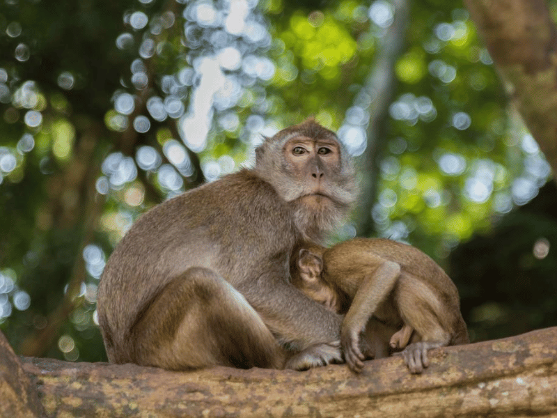 Makaken in Thailand