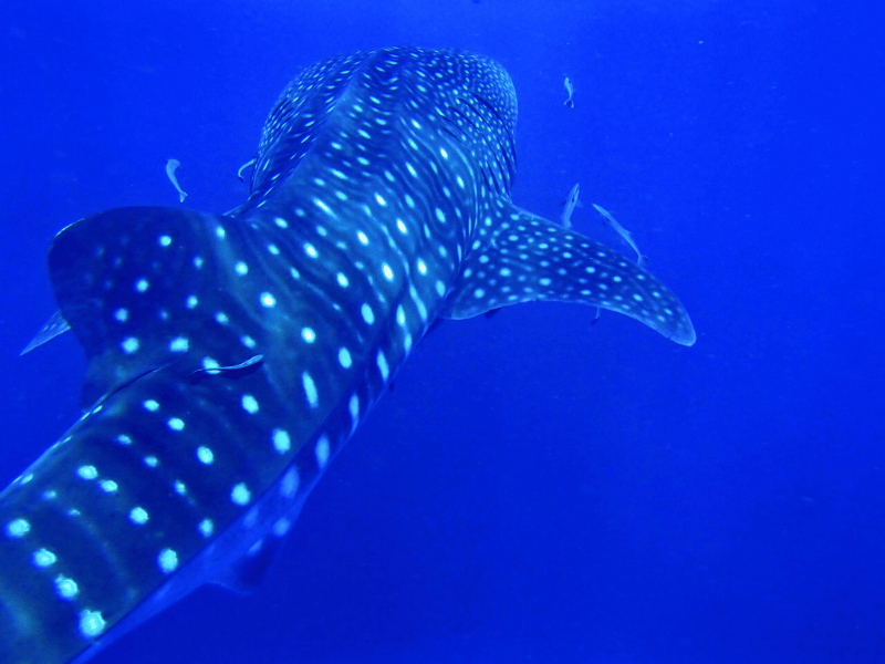 Whale Shark in Thailand