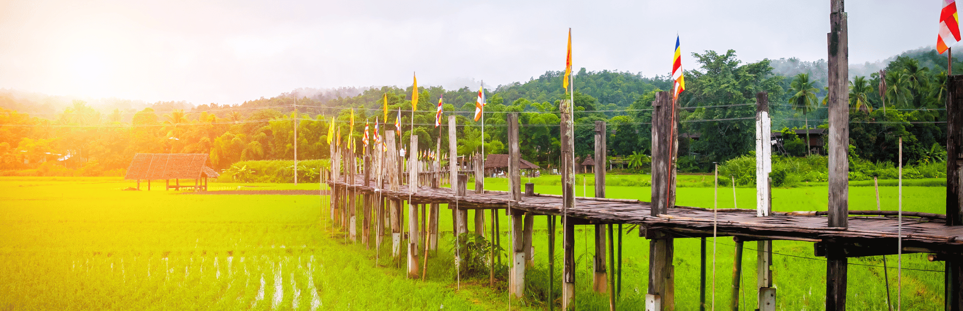 Bambusbrücke in einem Reisfeld bei Mae Hong Son in Thailand