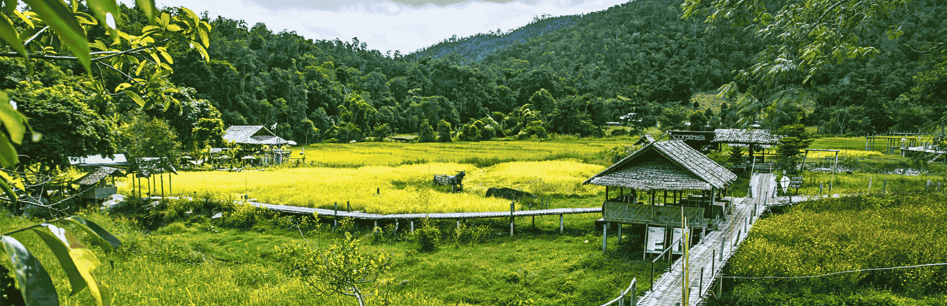 Bambusbrücke in einem Reisfeld bei Mae Hong Son in Thailand