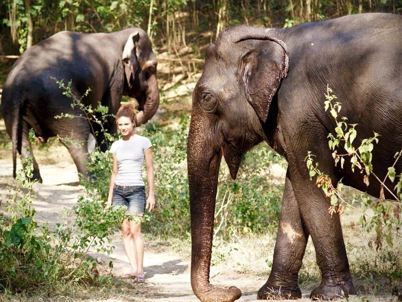 Tourist mit Elefanten in einem Elefantencamp in Thailand