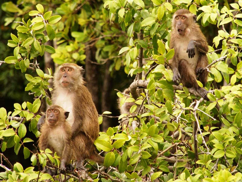 Affenfamilie in Baum in Thailand