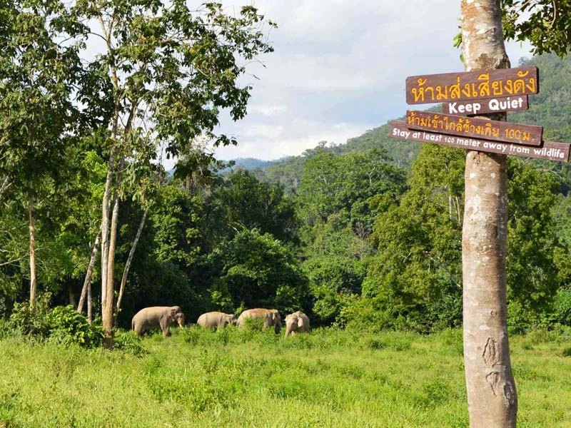 Auf Elefantensafari im Kui Buri Nationalpark
