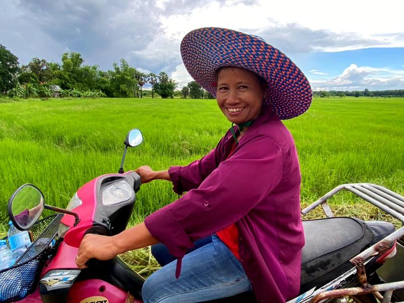 Thailänderin auf einem Mofa zwischen den grünen Reisfeldern in Isaan in Thailand