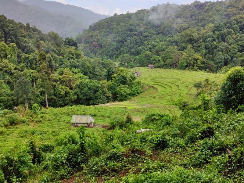 Reisfelder im Doi Inthanom Nationalpark, Thailand