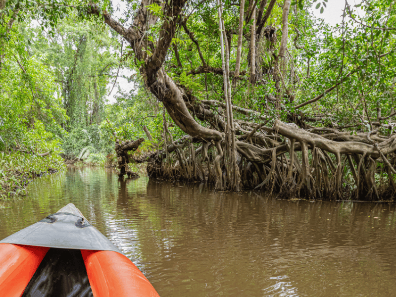 Kajak zwischen Mangroven bei Krabi, Thailand
