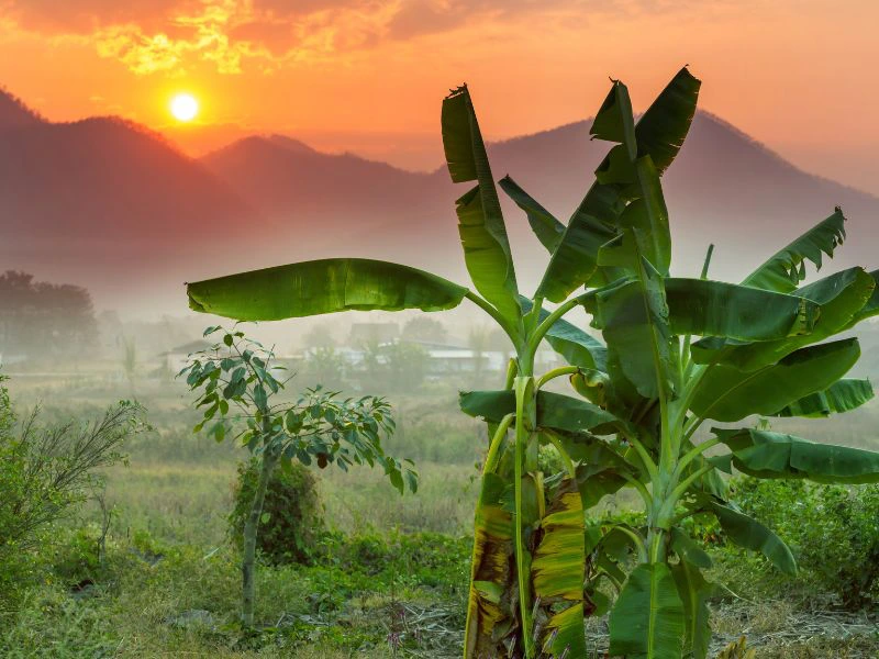 Grüne Berglandschaft im Norden Thailands