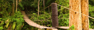 Haengebruecke im Khao Yai Nationalpark in Thailand