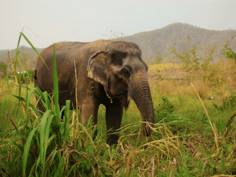 Elefant im Khao Yai Nationalpark in Thailand