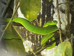 Schlange im Khao Yai Nationalpark in Thailand