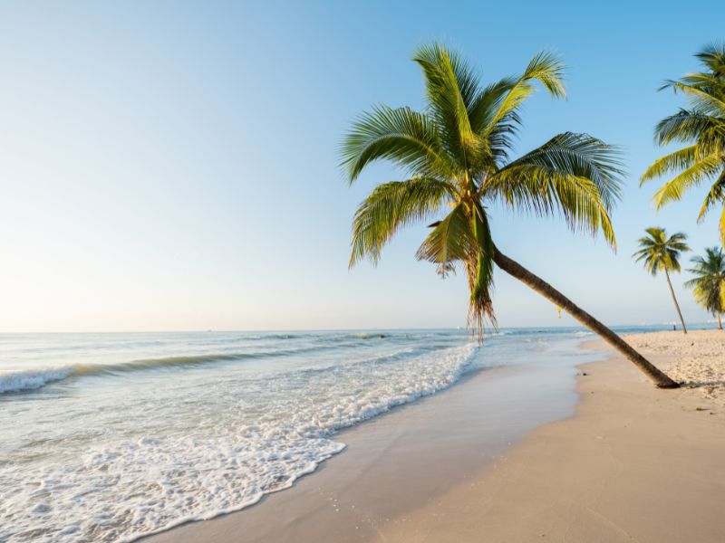 Palme am Strand in Hua Hin