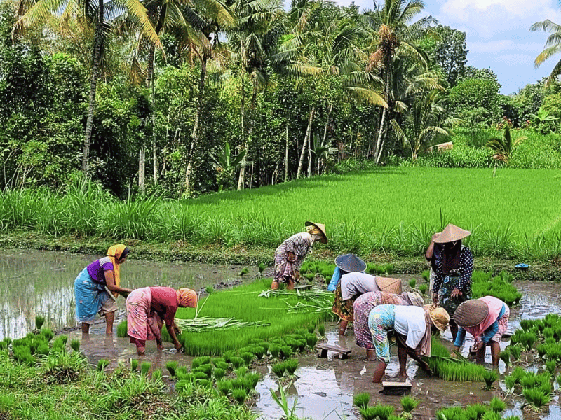 Einheimische arbeiten auf einem Reisfeld auf Lombok