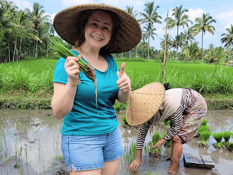 Touristin bei der Reisernte auf Lombok