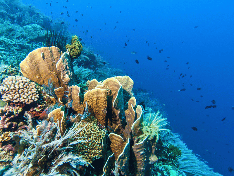 Korallenriffe auf Bunaken