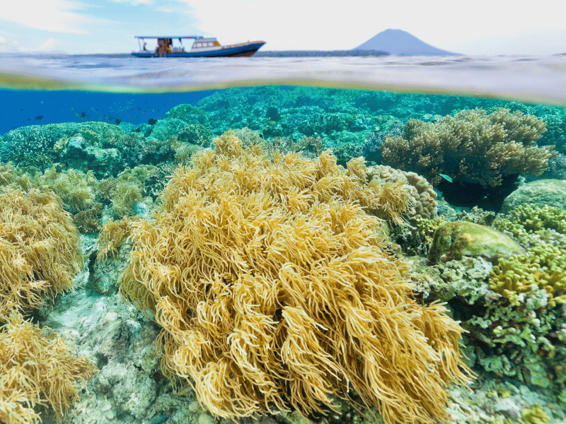 Unterwasserwelt vor Bunaken