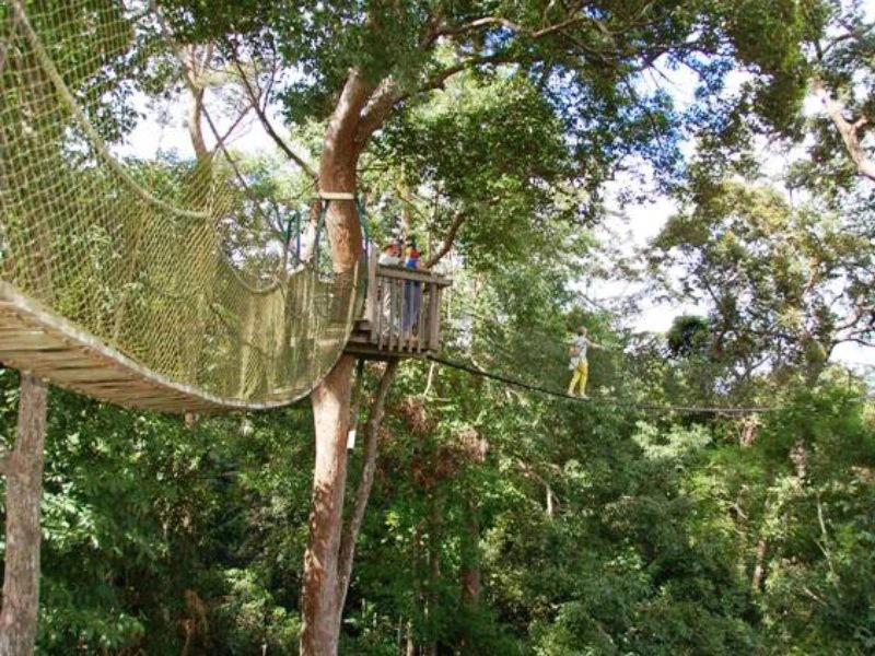 Brücke in den Bäumen beim Canopy High Walk in Indonesien