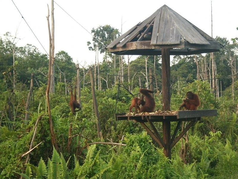 Orang Utans in der Lodge bei Samboja auf Kalimantan in Indonesien