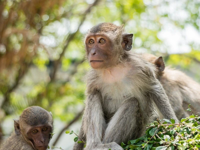 Makaken Affe in Indonesien