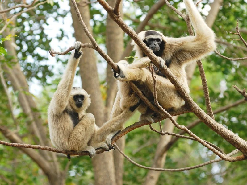 Gibbons im Baum in Indonesien