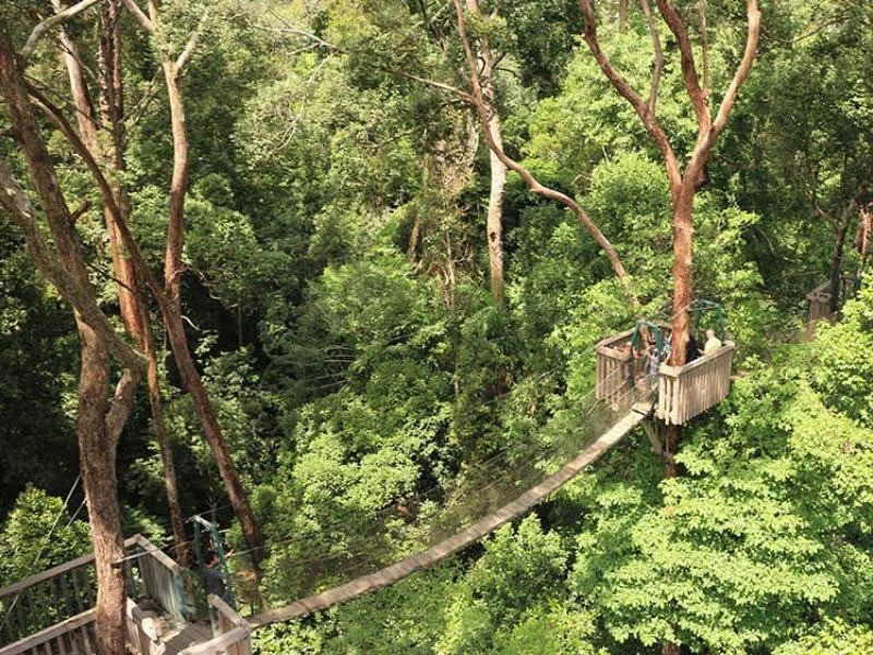 Brücke in den Bäumen beim Canopy High Walk in Indonesien
