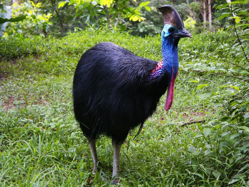 Farbenfroher Vogel in Kalimantan, Indonesien