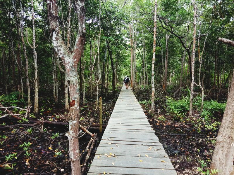 Wanderung im Dschungel von Kalimantan in Indonesien
