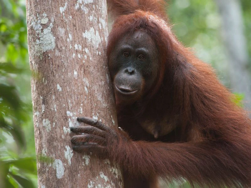 Orang Utan im Dschungel von Kalimantan, Indonesien