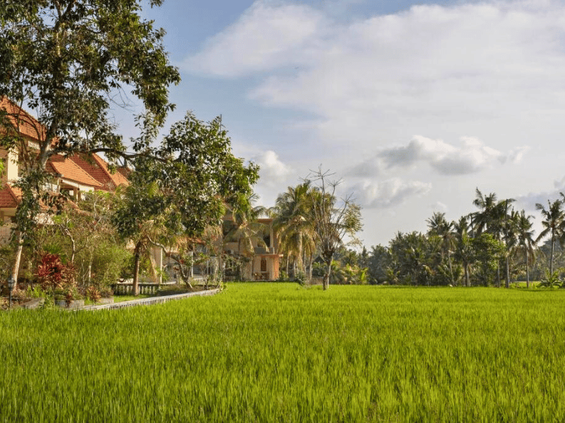 Reisfeld neben dem Hotel bei Ubud auf Bali