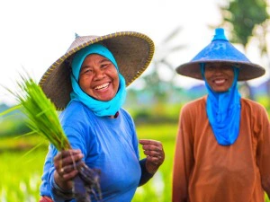 Einheimische Frauen bei der Reisernte auf Lombok