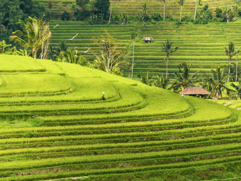 Reisterassen bei Jatiluwih auf Bali