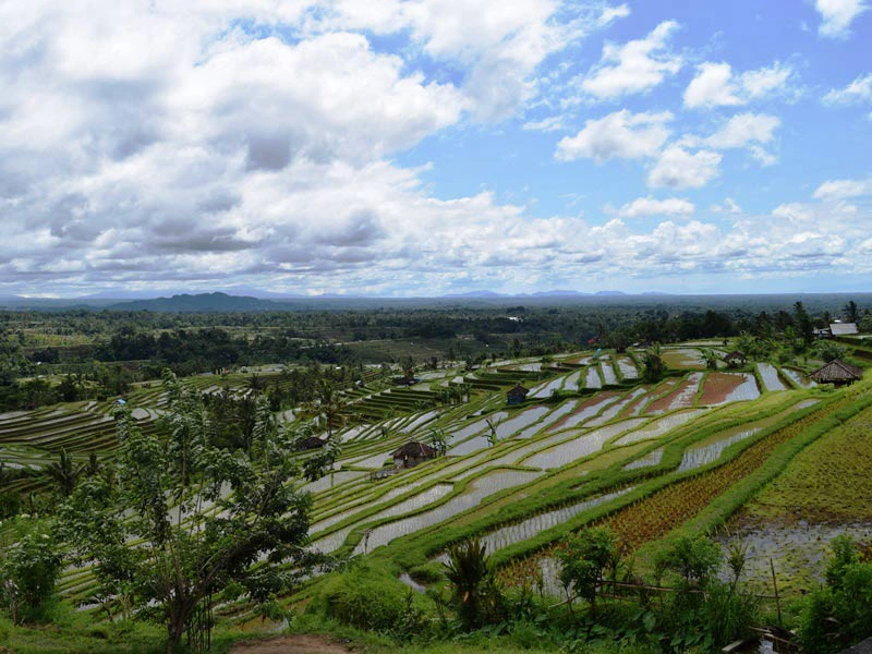Panoramablick auf die Jatiluwih Reisterrassen