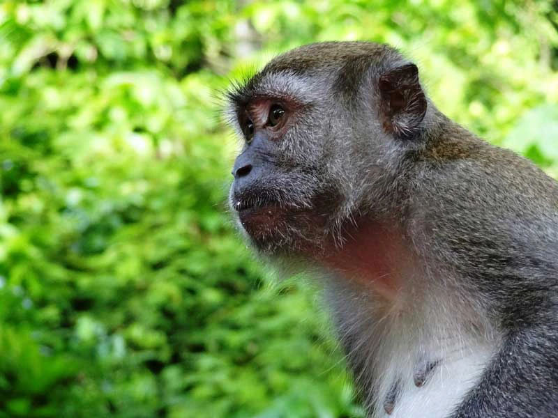 Affe im Dschungel von Bukit Lawang