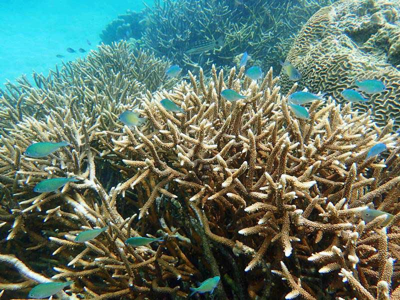 Korallen vor Nusa Lembongan auf Bali