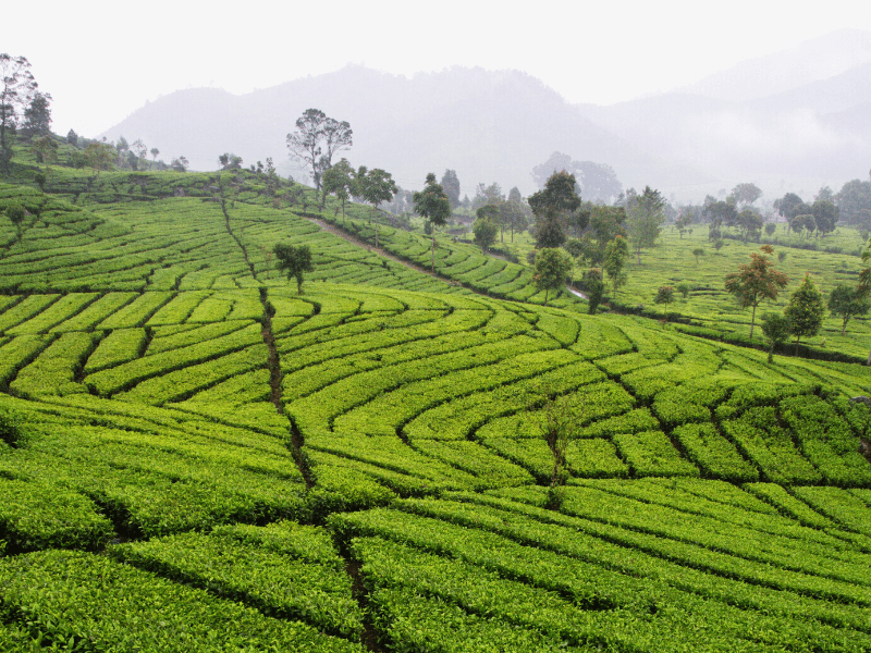 Teefelder in Badung, Indonesien