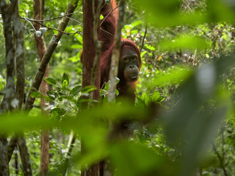 Orang Utan in Kalimantan, Indonesien