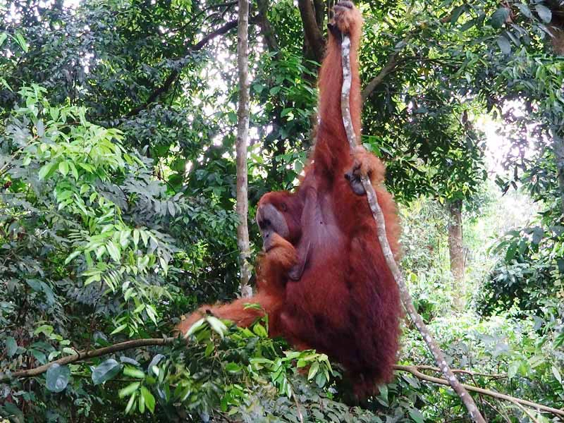 Orang Utans schwingen sich von Baum zu Baum