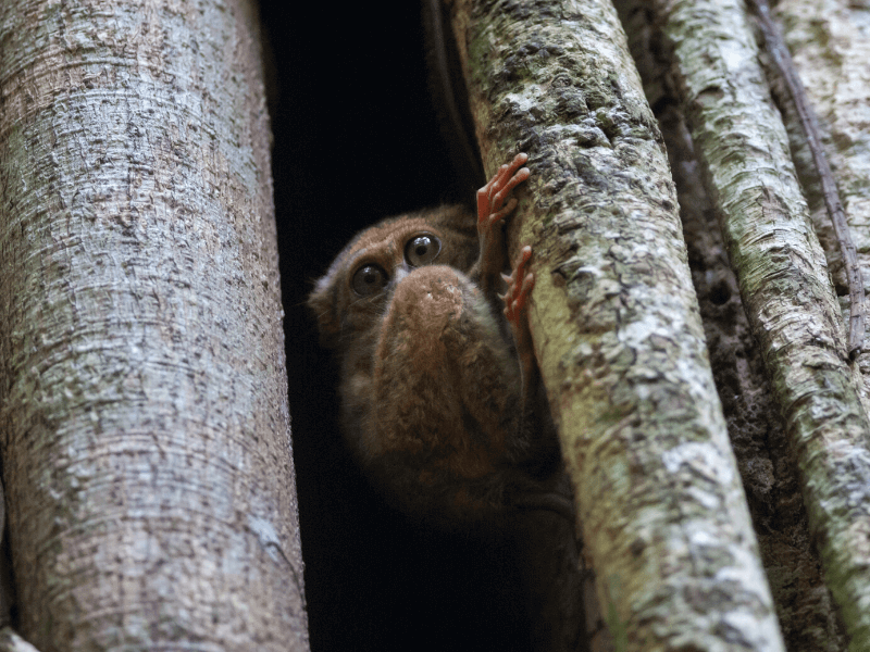 Nord Sulawesi Von Tangkoko bis Tomohon erlebe Indonesien
