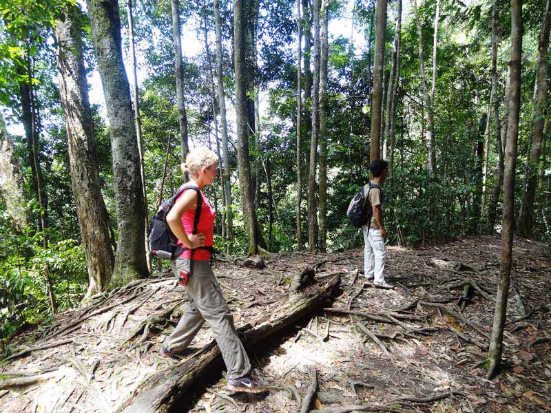 Beim Trekking geht es tief hinein in den Dschungel