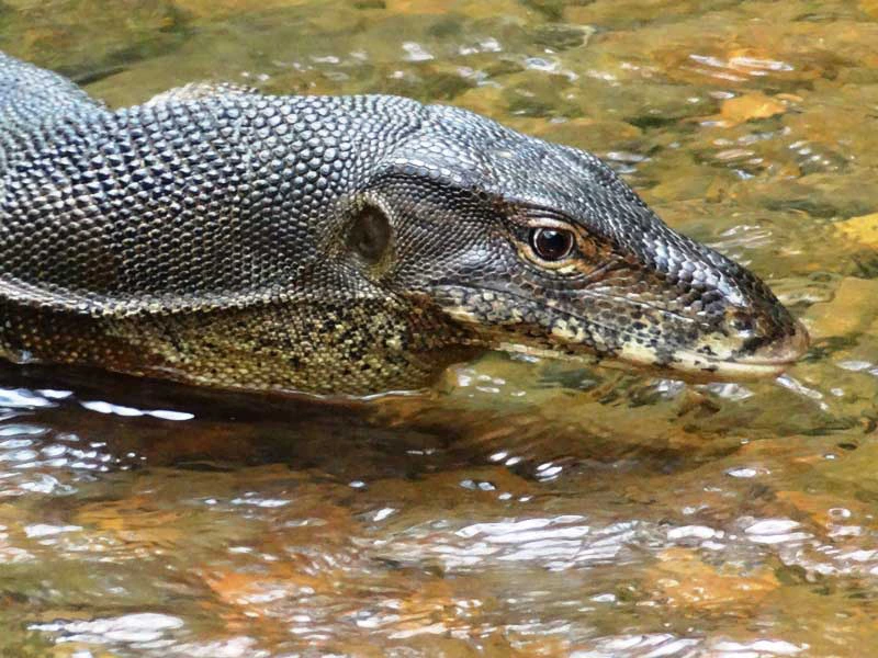 Waran im Dschungel von Bukit Lawang