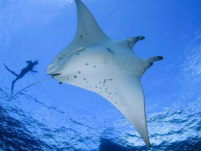 Mantarochen und Schnorchler in Indonesien