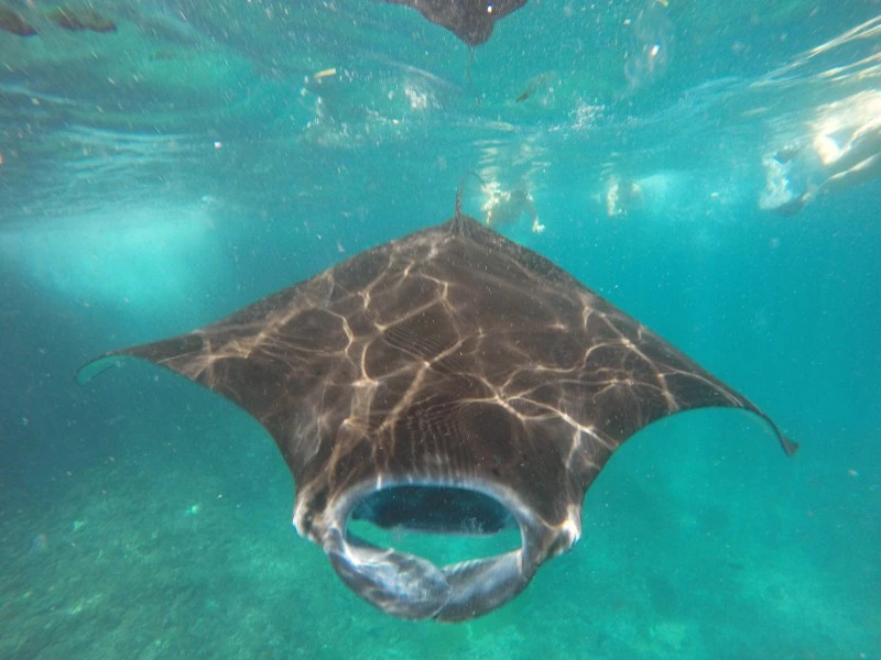 Mantarochen in Indonesien