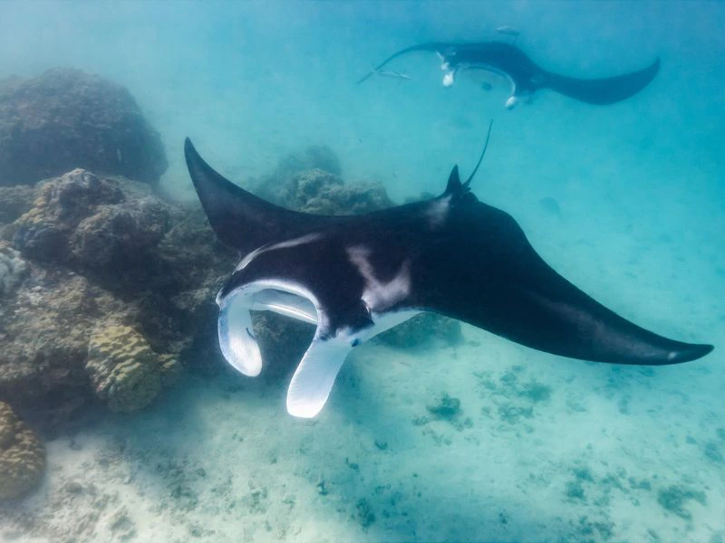 Mantarochen in Indonesien