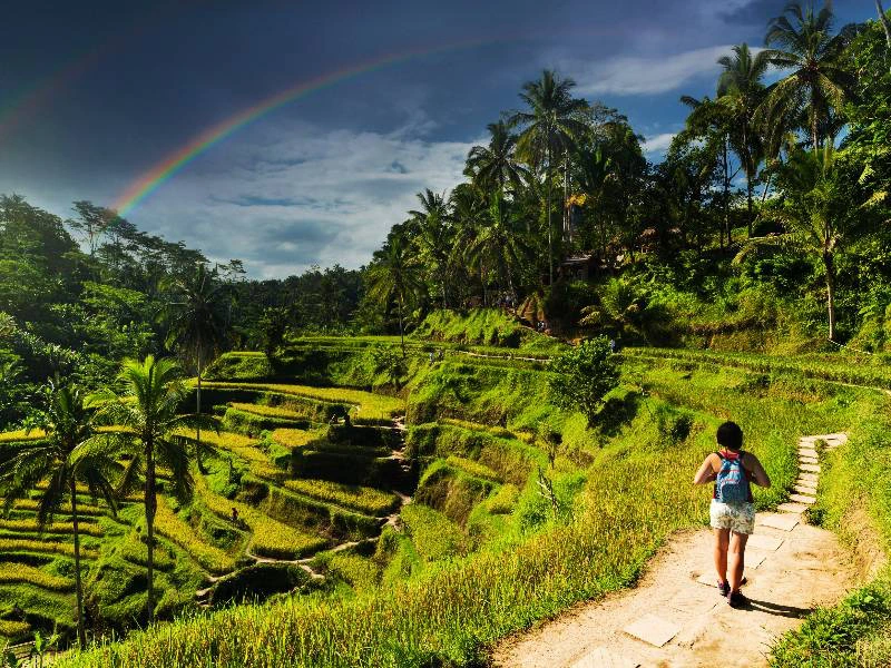 Reisterrassen bei Ubud auf Bali