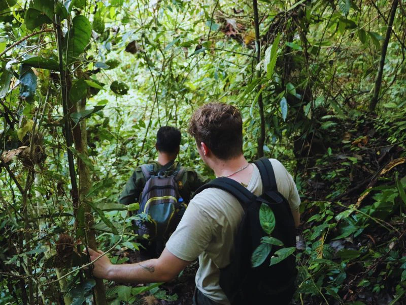 Orangutan trekking in Sumatra
