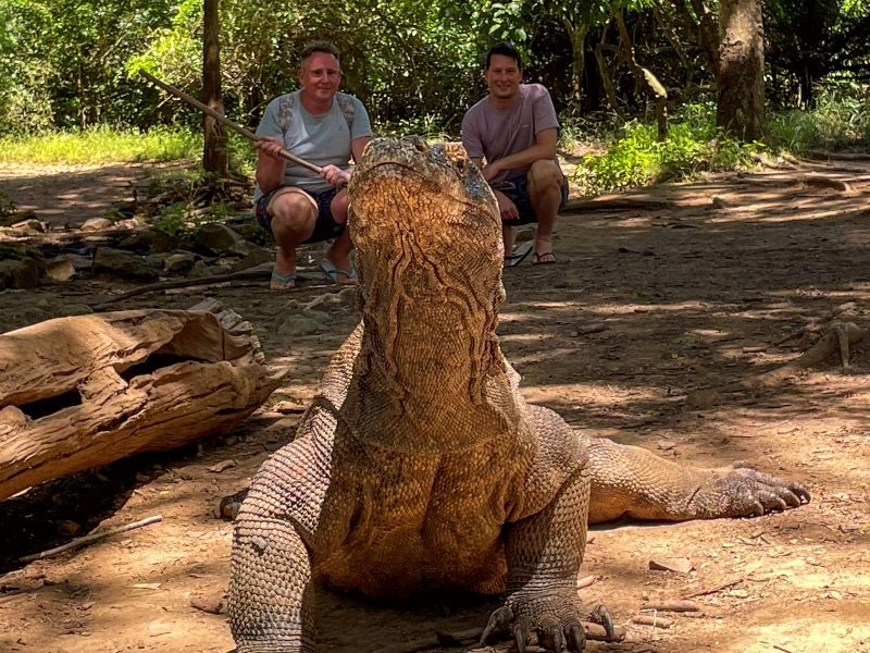 Komodowaran auf dem Flores Highway in Labuan Bajo in Indonesien